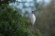 Martinet blanc ( Egretta garzetta )