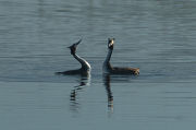 Cabussó emplomallat (Podiceps cristatus)