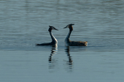 Cabussó emplomallat (Podiceps cristatus)