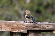 Femella de Pinsà (Fringilla coelebs)