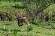 Aligot comú ( Buteo buteo )