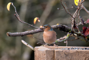 Mascle de Pinsà (Fringilla coelebs)