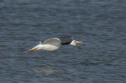 Gavià argentat ( Larus michahellis .