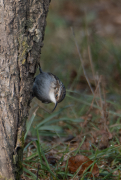 Raspinell comú (Certhia brachydactyla)