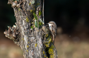 Raspinell comú (Certhia brachydactyla)