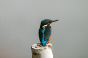 Blauet  (Alcedo atthis )