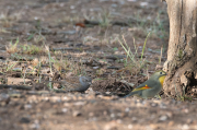 Pardal de bardissa (Prunella modularis) mes Rossinyol del Japó (Leiothrix lutea)