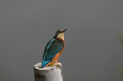 Blauet ( Alcedo atthis )