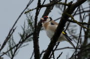 Cadernera (Carduelis carduelis)