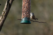 Mallerenga emplomallada (Parus cristatus)