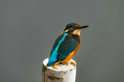 Blauet (Alcedo atthis )  Recordant les aus de quan hi havia aigua