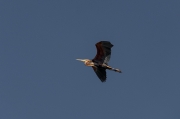 Agró roig (Ardea purpurea)