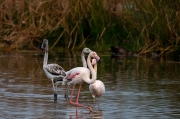 Flamenc (Phoenicopterus ruber)