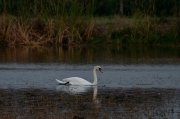 Cigne mut (Cygnus olor)