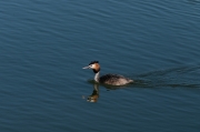 Cabussó emplomallat (Podiceps cristatus)