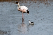 Flamenc (Phoenicopterus ruber)  Bec d'alena ( Recurvirostra avosetta)