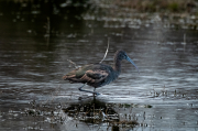 Capó reial (Plegadis falcinellus