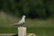 Tórtora turca (Streptopelia decaocto)