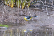 Cuereta torrentera (Motacilla cinerea)
