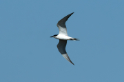 Curroc. ( Gelochelidon nilotica )