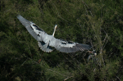 Bernat pescaire ( Ardea cinerea )