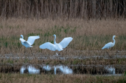 Agróns blancs ( Ardea alba )