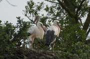 Cigonya ( Ciconia ciconia )