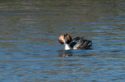 Cabussó emplomallat (Podiceps cristatus)