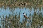 Corriol petit (Charadrius dubius)