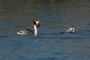 Cabussó emplomallat (Podiceps cristatus)