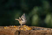 Mallerenga emplomallada (Parus cristatus)