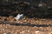 Tallarol capnegre (Sylvia melanocephala)