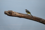 Cuereta torrentera (Motacilla cinerea)