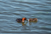 Cabusset (Tachybaptus ruficollis)