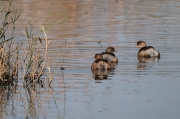 Cabusset (Tachybaptus ruficollis)