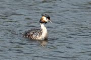 Cabussó emplomallat (Podiceps cristatus)