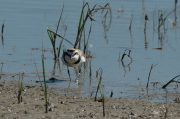 Corriol camanegre (Charadrius alexandrinus).