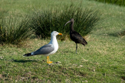 Capó reial ( Plegadis falcinellus ) Gavià argentat ( Larus michahellis )