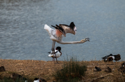 Flamenc ( Phoenicopterus ruber )