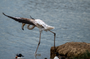 Flamenc ( Phoenicopterus ruber )