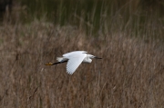 Martinet blanc (Egretta garzetta).