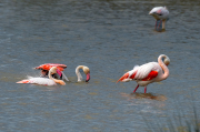 Flamenc ( Phoenicopterus ruber)