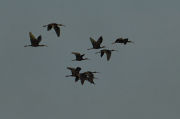 Capó reial ( Plegadis falcinellus )