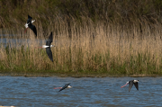 Cames llargues ( Himantopus himantopus )