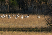 Grues ( Grus grus )