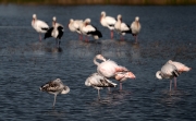 Flamenc (Phoenicopterus ruber)