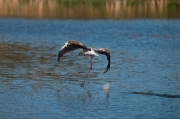 Flamenc ( Phoenicopterus ruber)