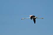 Flamenc ( Phoenicopterus ruber)