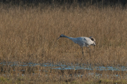 Grues ( Grus grus )