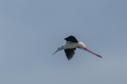 Cames llargues ( Himantopus himantopus )